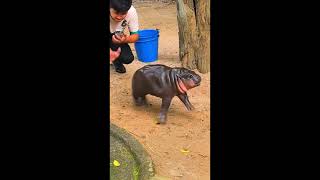 Moo Deng: The Viral Hippo Taking Over the Internet!