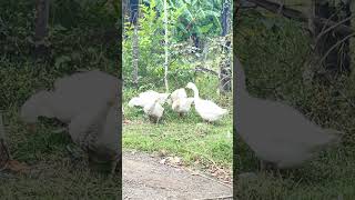 A gaggle of geese is  looking for food#geese #food