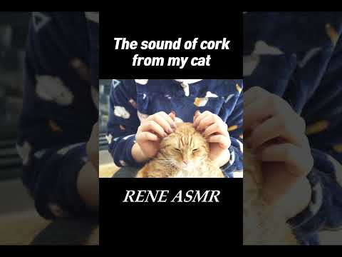 The sound of cork from my Cat 🐈