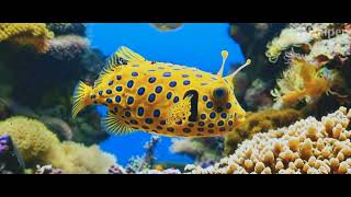 #shorts  AI ROBOT WAR #AI #robotwars