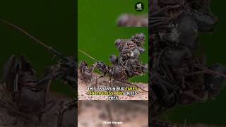 This Psychotic Bug Is a Corpse-Collector