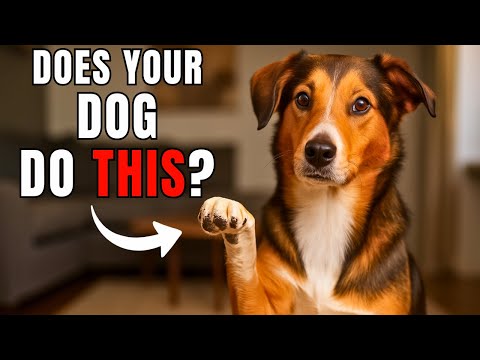 If Your Dog Does THIS, They're Smarter Than You Think