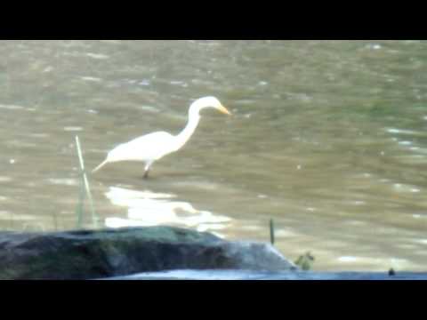 Great white heron July 3, 2015