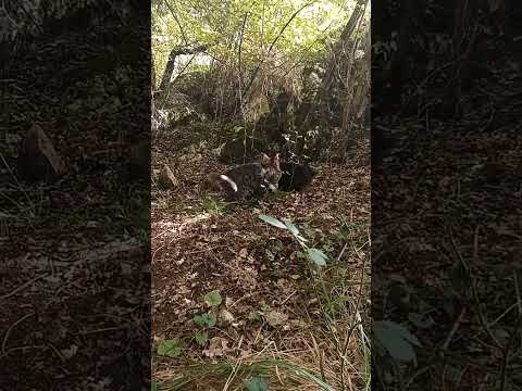 Cat stand off