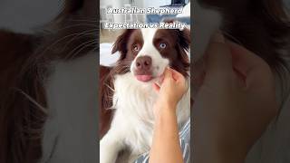 Australian shepherd expectation vs reality! #australianshepherd #aussie