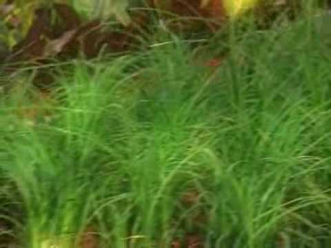 So sieht Klimaschutz aus. Der PLEXIGLAS® Vodcast / Folge 1