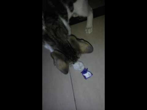 Cute cat playing... ..