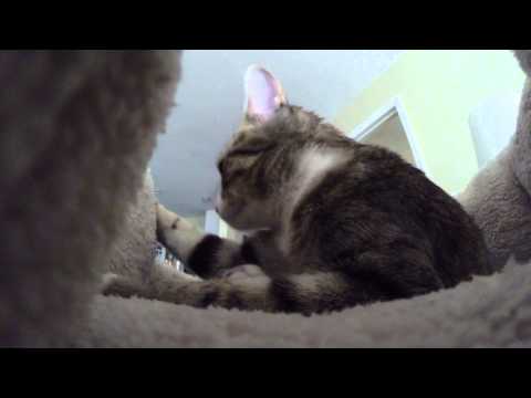 GoPro in Chloe's bed