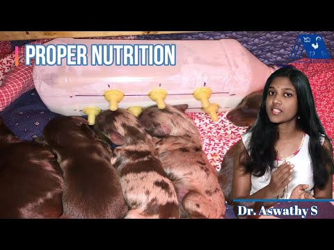 Can I Give Cow Milk to Puppy???? Noooo...... Know why from Dr. Aswathy | Treat Unusual