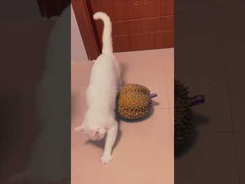 "Cat's crazy reaction to durianThis little furball can't handle the smell and goes into panic mode!