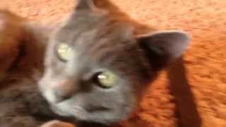 Dragonstrike :: Deadtooth