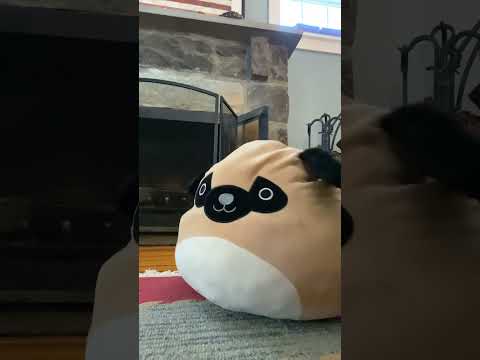 Squishmallow bounce test!! Posting old drafts!!!