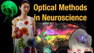 Optical Methods in Neuroscience: Calcium Imaging, Optogenetics