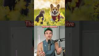 The Most Expensive Items In The World