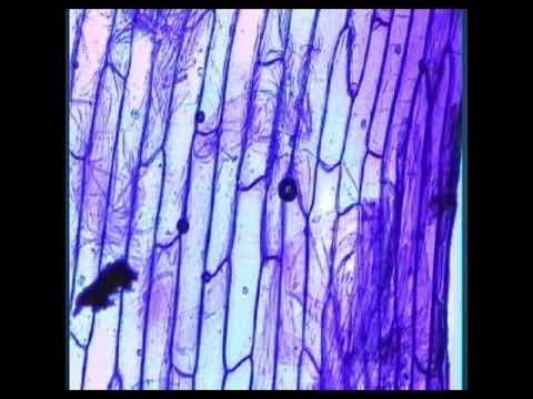 The Skin Cells - Classy Songs [FULL ALBUM] [2011]