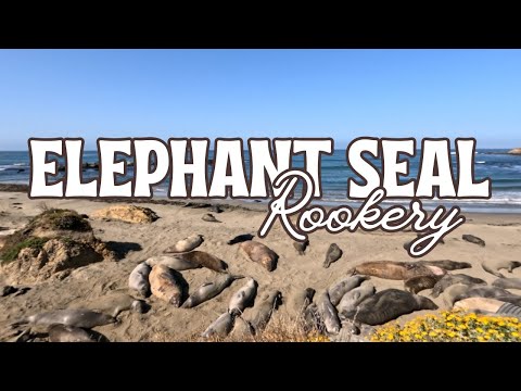 This amazing Elephant Seal Wonderland  - San Simeon