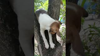 ..#dog_features #instadog #dogs #dogsofinstgram #dogoftheday #nationaldogday #doguanadolu