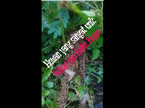 binatang yang sangat unik sekali dan hampir langka