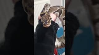 Nom #ballpythons #ballpythoncommunity #snake #reptiles #ballpythonsnake #ballpythonsofinstagram