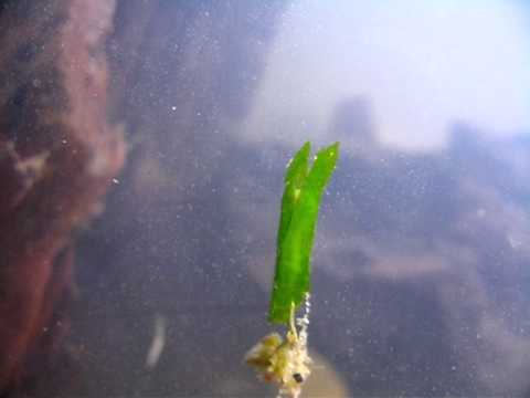 weird underwater caterpillar
