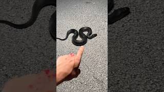 How many did you get right? #snakes  #animals #nature