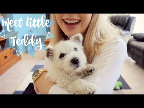 We Got Another Puppy?! | TheDogBlog