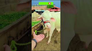 Bakra eid #Eidulazha #Eidshort #Bakraeidshorts #eiduladha #trending #cow #bull #bakra #bakraeid