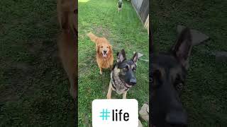 Cute Moment: Pets & Kids Adventures #dogs #animals #kids #pets #momlife