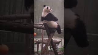🐼 Bad day, bad trip - Pandagram 💔💔💔