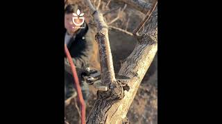 A pruning tool you should own #garden #gardening #gardencare  #cutting #pruningplant #gardentool