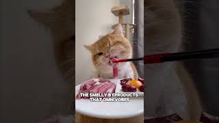 Why Cats Don’t Stink #CatFacts #FelineFreshness #PetHacks