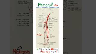 Femoral Artery - Popliteal Artery - Anatomy of Lower Limbs..#anatomy #physiology #biology #medschool