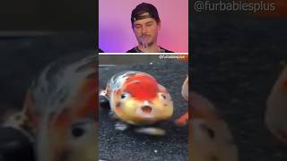 Try not to Laugh 💀🐟 | 482 #funny