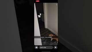 When your dog follows you to the bathroom 🤣 #privacyplease #privacy #corgipoo