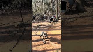 Bout time to start getting this boy back in shape Kennsey_Kennels Bear🔥