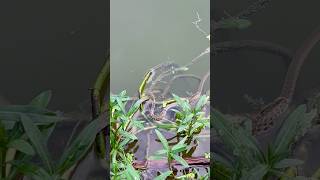 naye talab se saap pakerliya macchli🐟🐍(321) hindi village fishing video #fishing