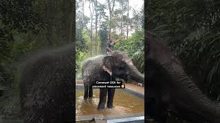 Comment DSA to get placement resources 🥳 #elephant #elephantbath #dsa #placement #coding #software