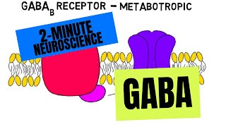 2-Minute Neuroscience: GABA
