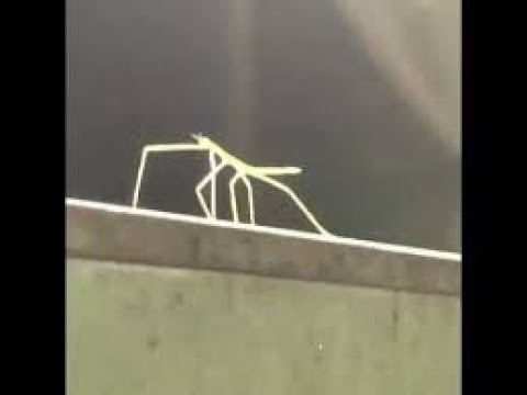Yet Another Stick Bugged Meme