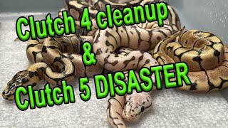 Ball Python Clutch 4 Cleanup & 5 DISASTER
