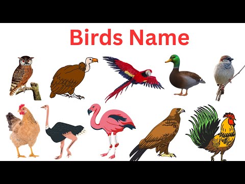 Birds Name | Birds Vocabulary for Kids | learn Birds Name With Images