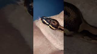 🤍🐍#snake #viralvideo #foryou #reptiles #animals #fypシ#piedballpython
