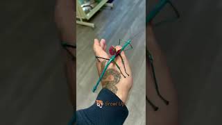 Epic Animal Transformations 🦂🦎