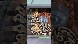 Ball Python Breeding Season 2022  well on its way!!
