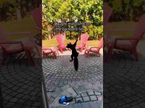 Caught mid-climb on the backyard net #squirrel #backyardwildlife #garden #cuteanimals #caught