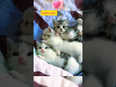 Kitten Videos 🤓 #cat #catlover #funny #short #Youtubeshorts, #viralshort, #shorts