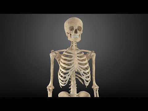 Photorealistic 3D Digital Twin of Human Skeleton | High-Accuracy Scan & Reconstruction