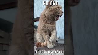 #Cat #Cats #CatLover #CatLife #CuteCats #Kitty #CatShorts #CatVideo #CatContent #CatVibes #CatReels