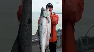 Wild-caught salmon can cost more than double the price of farmed ones. #salmon #fishing #farming