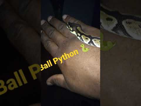 My ball python hanging out tonight!